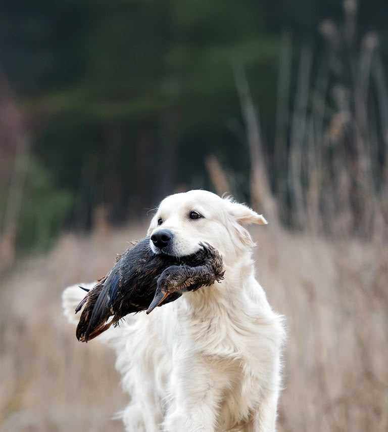 A dog holding a duck in its mouth