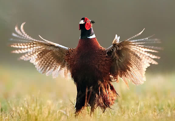 A pheasant