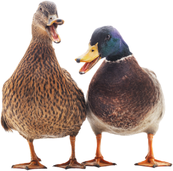 Two ducks laughing